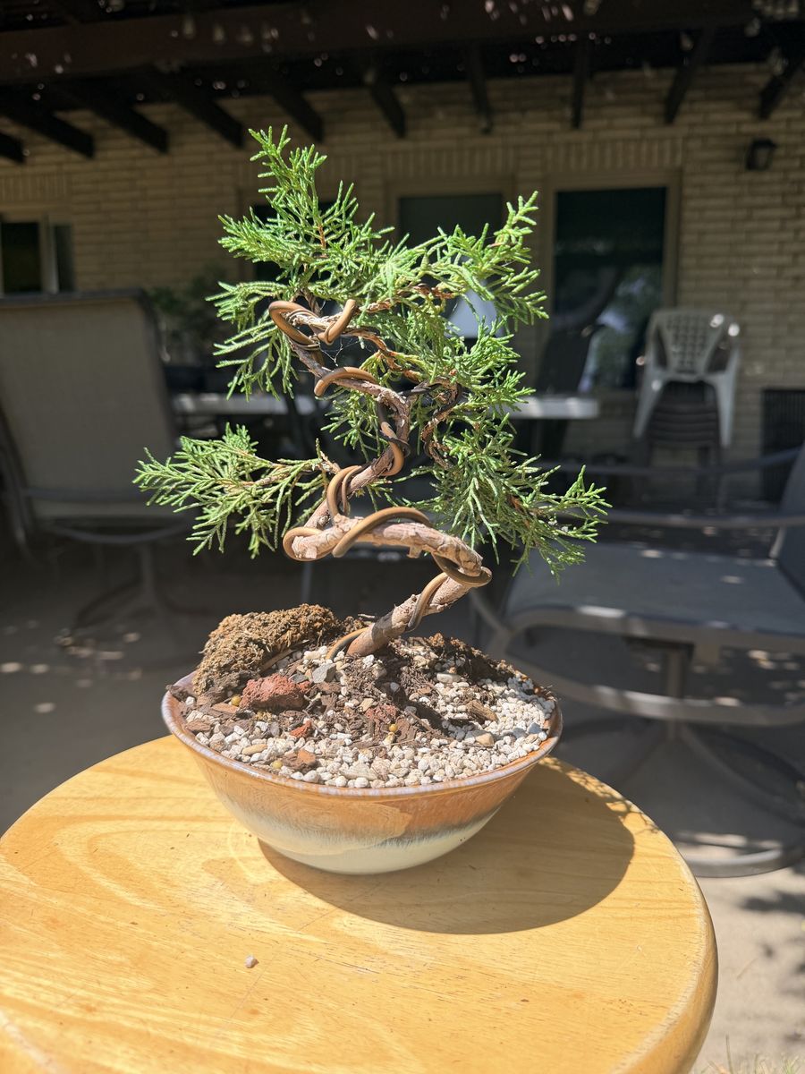 Juniper Bonsai Tree in Ceramic Pot - Unique Twisted Trunk & Lush Green Foliage