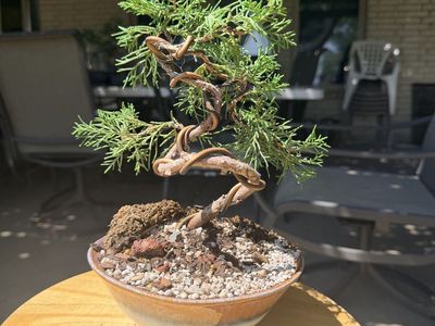 Juniper Bonsai Tree in Ceramic Pot - Unique Twisted Trunk & Lush Green Foliage