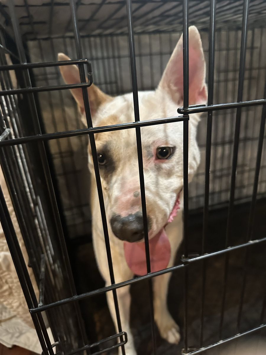 FOUND DOG
