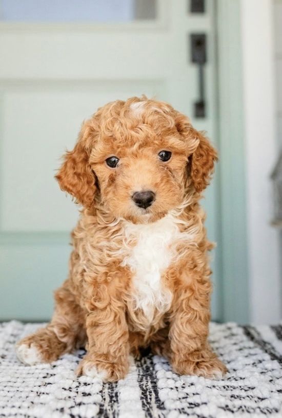 Mini Goldendoodle  Puppies Available
