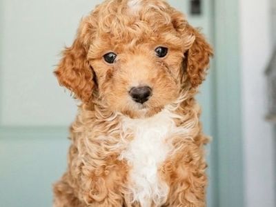 Mini Goldendoodle Puppies Available
