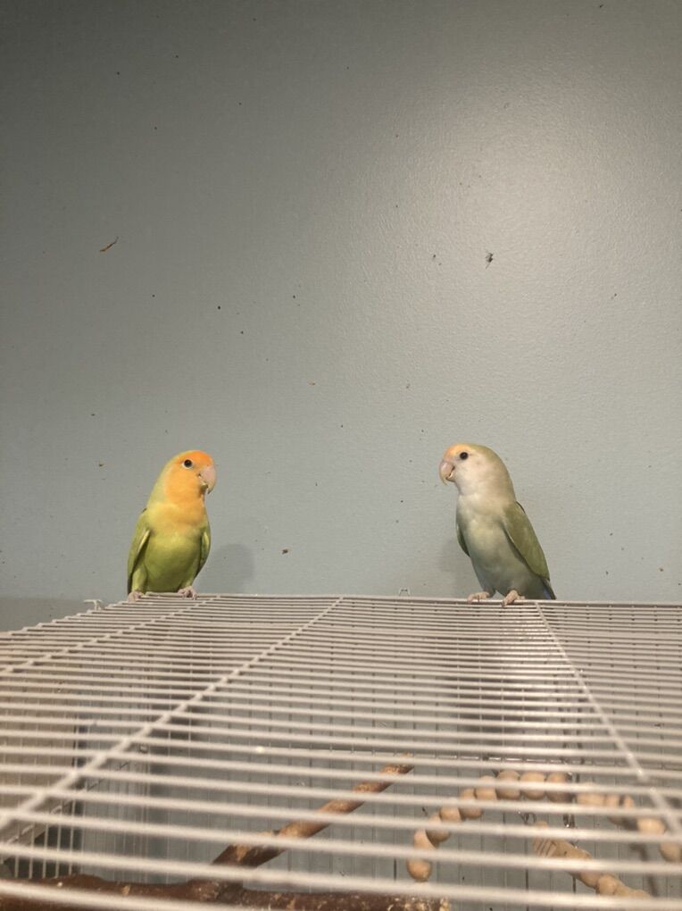 Lovebird Pair