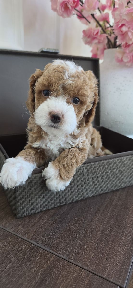 Adorable mini cavapoo puppies