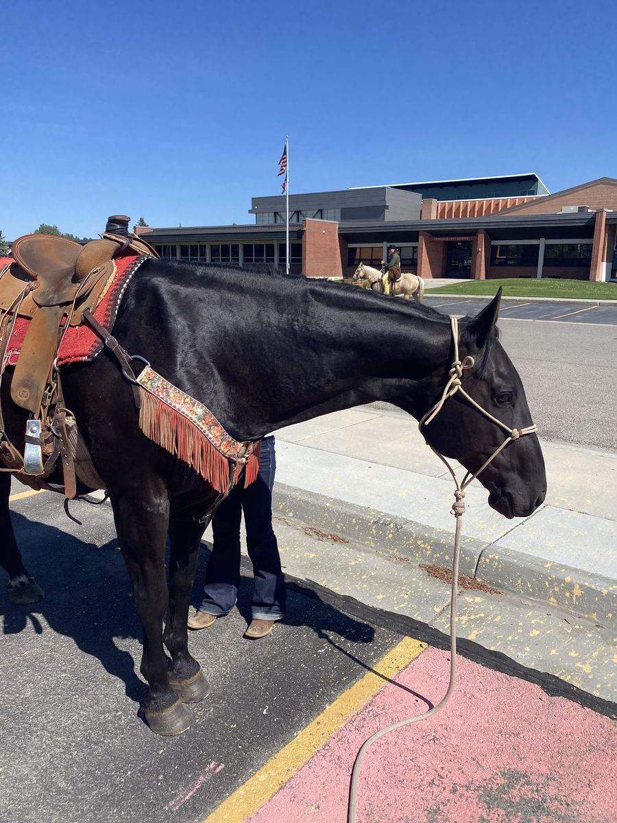 Nightlinger Big, Beautiful, Black AQHA Gelding.