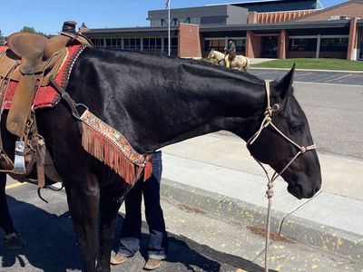 Nightlinger Big, Beautiful, Black AQHA Gelding.