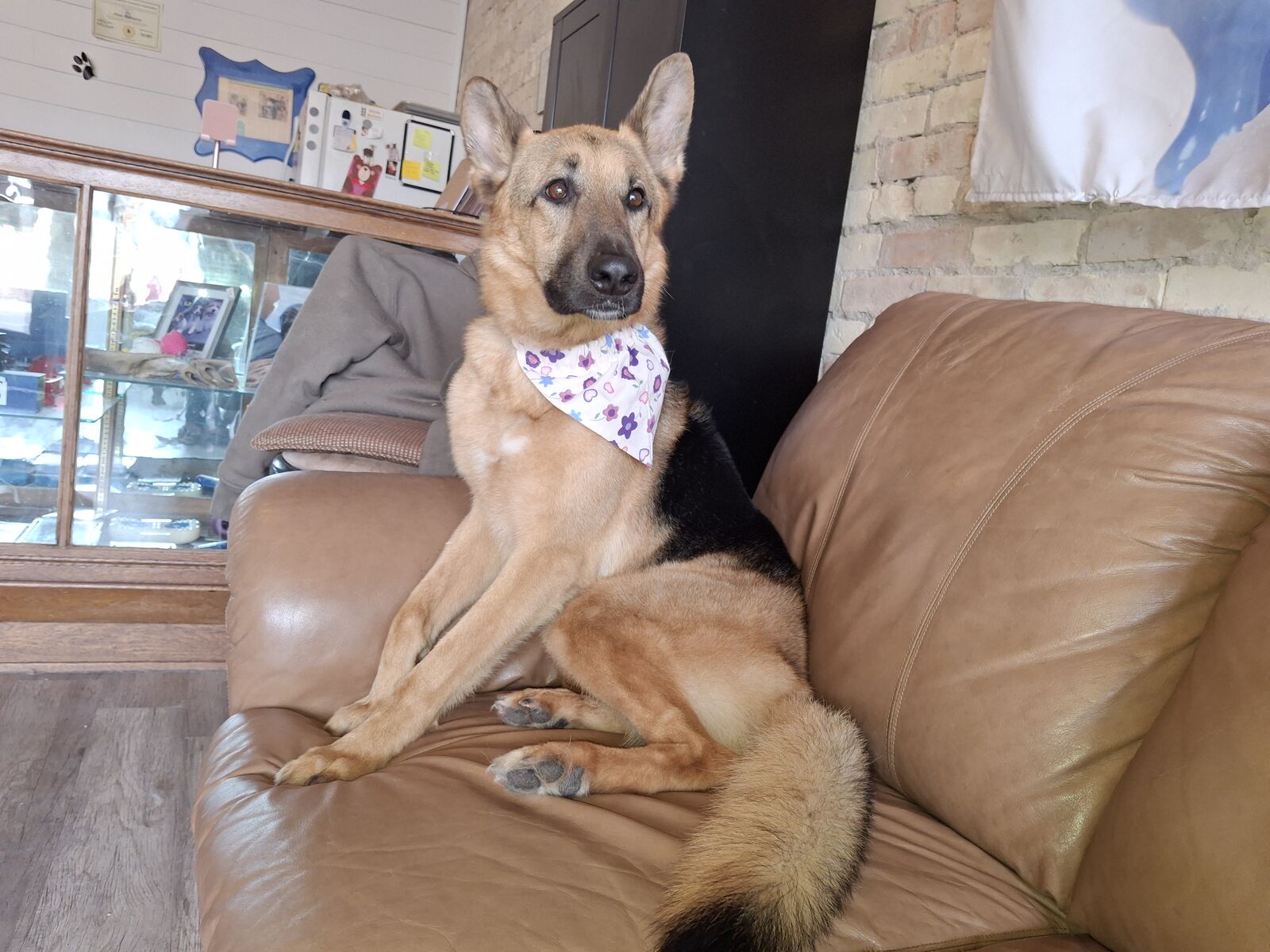 Female German Sheppard