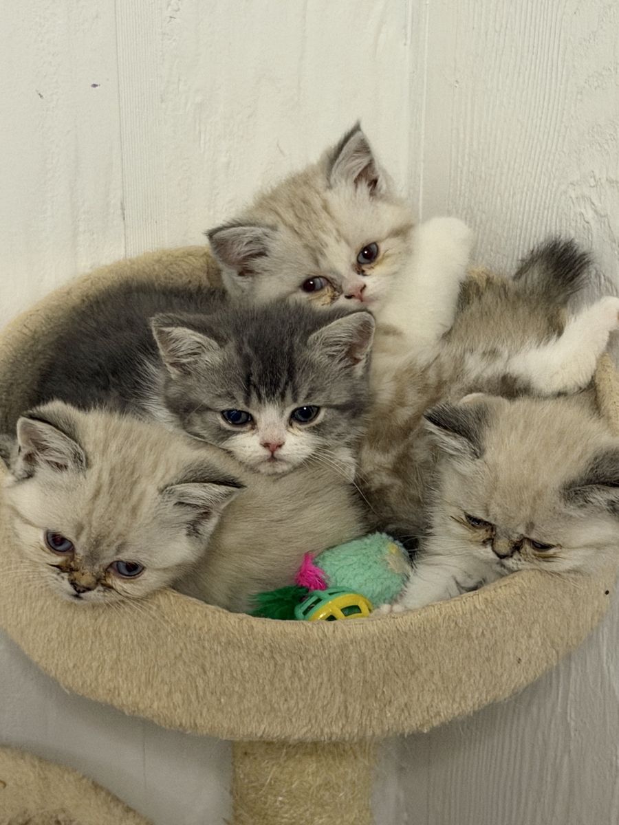 Persian mix kittens