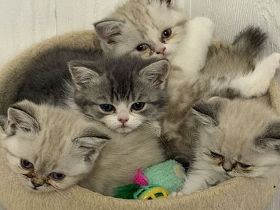 Persian mix kittens
