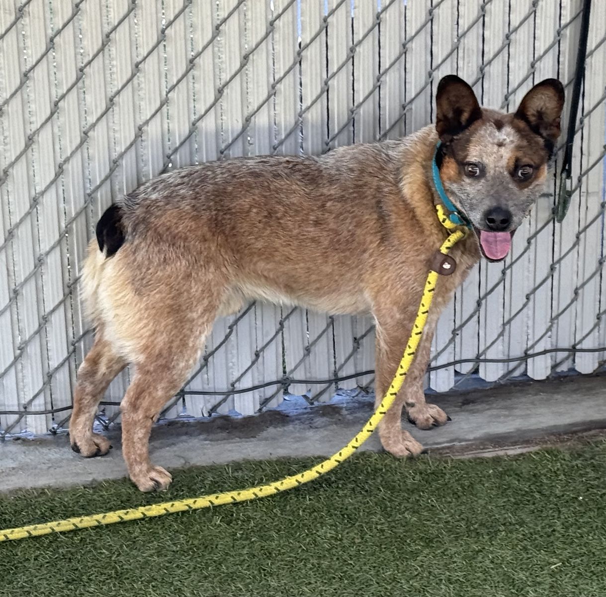 A159898 Canyon is Available for Adoption!