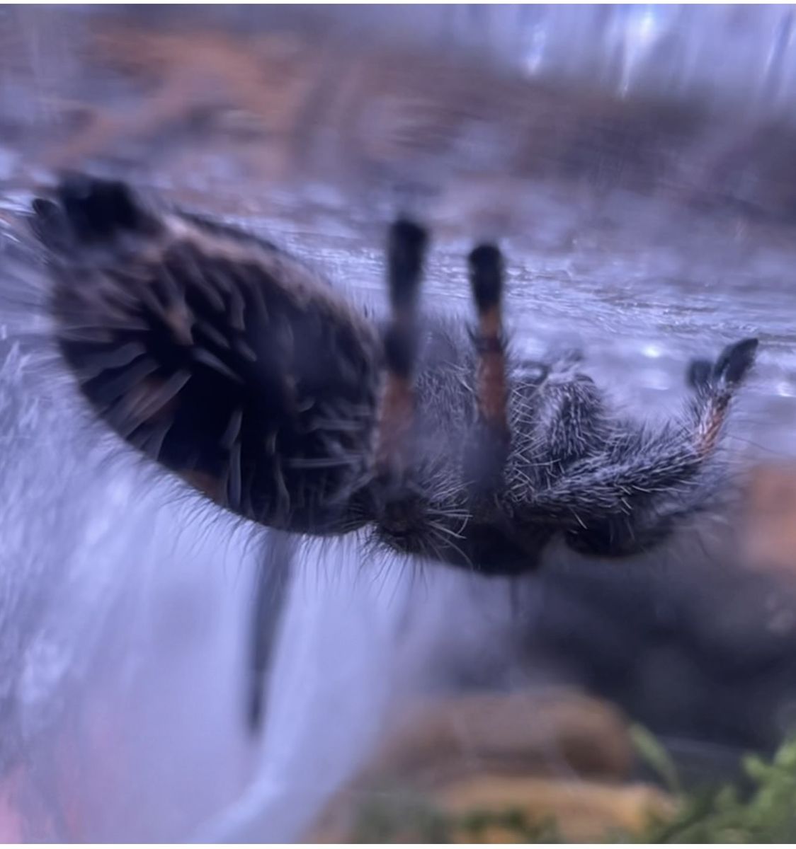 Regal jumping spiders