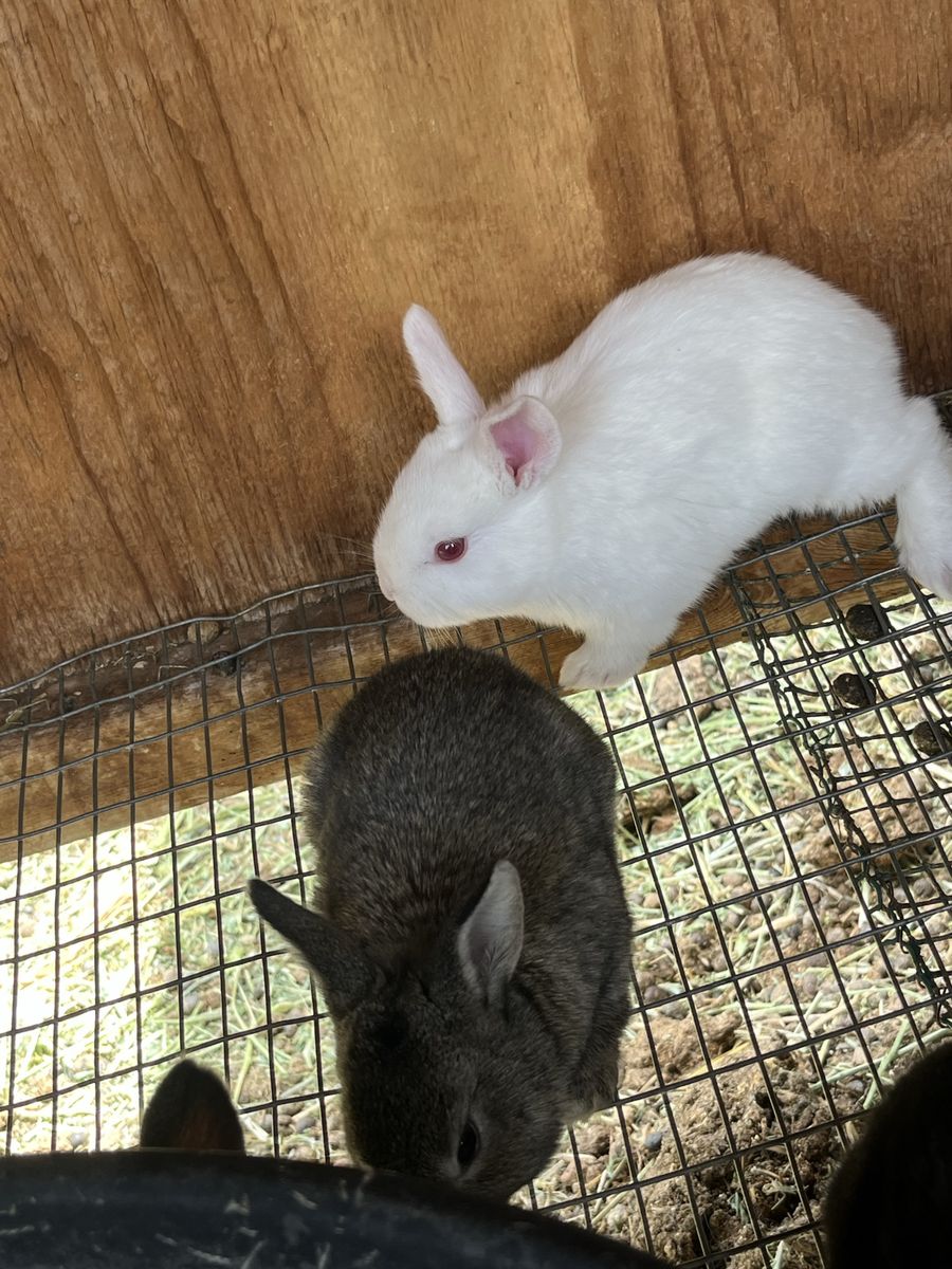 Baby rabbits!!!! Available on June 29th.