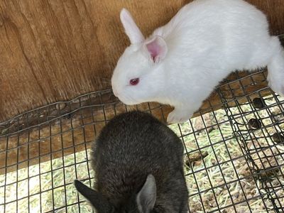 Baby rabbits!!!! Available on June 29th.