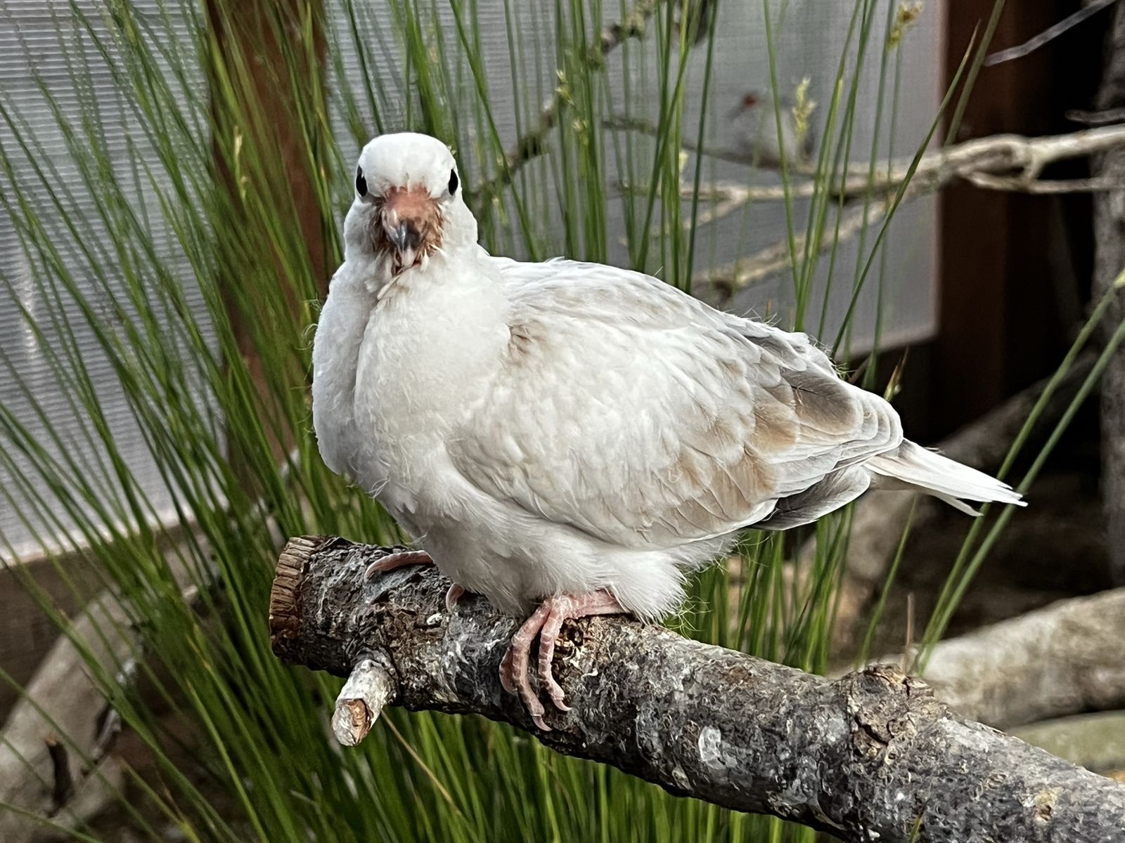 Ringneck Doves