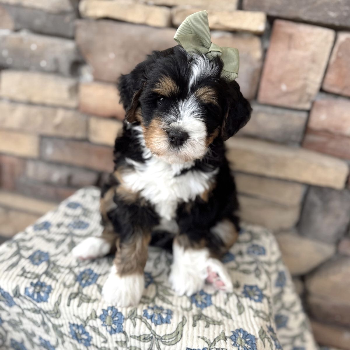 Mini Bernedoodle Multigen puppies!