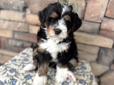 Mini Bernedoodle Multigen puppies!