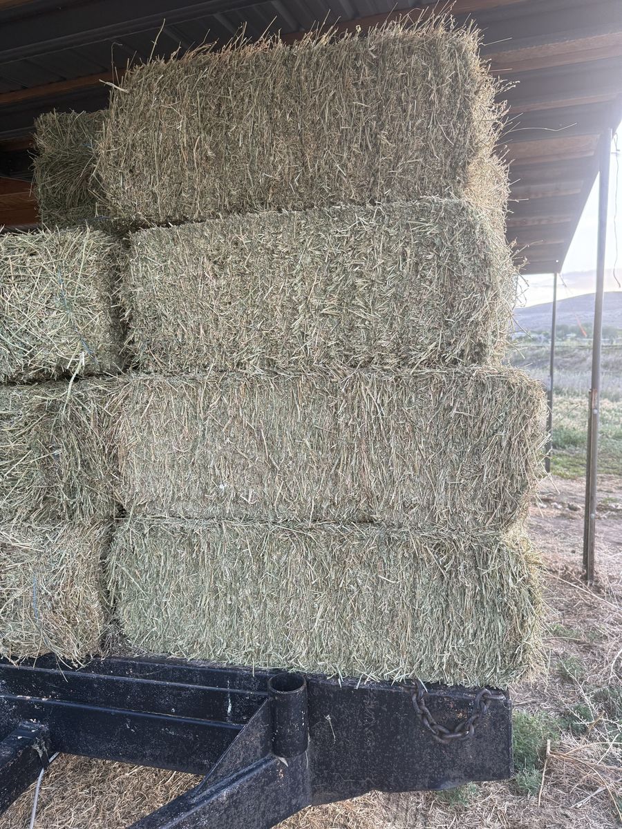Alfalfa Hay
