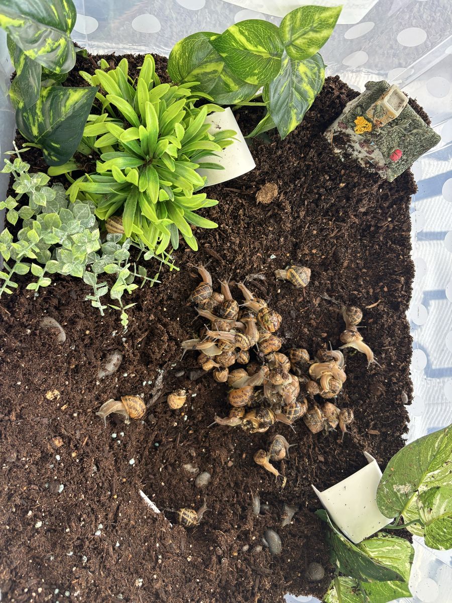 Pet land snails personally breed