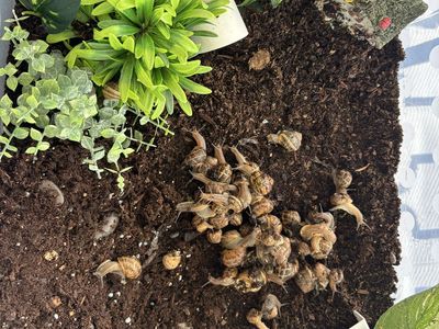 Pet land snails personally breed
