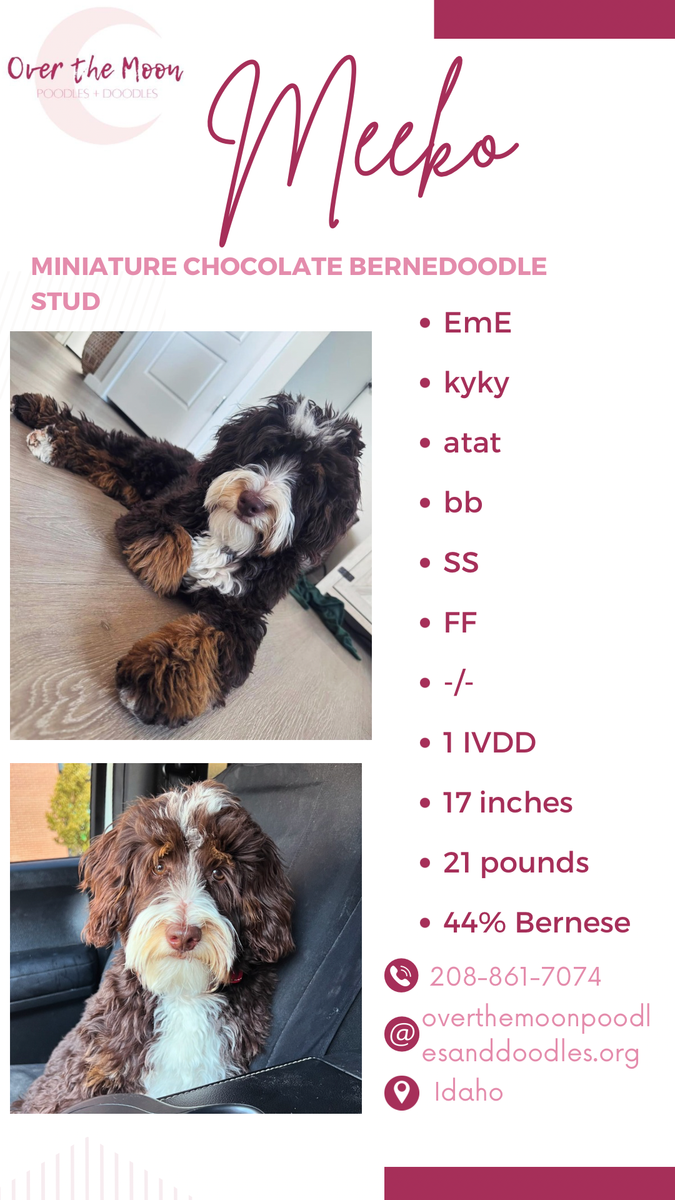 Meeko the Choc Tri Stud