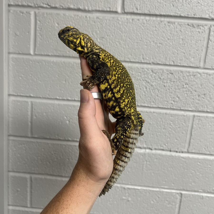 Uromastyx