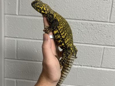 Uromastyx