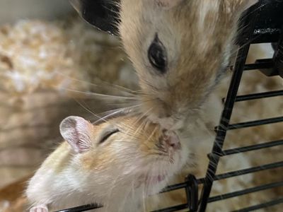 Two Female Gerbils