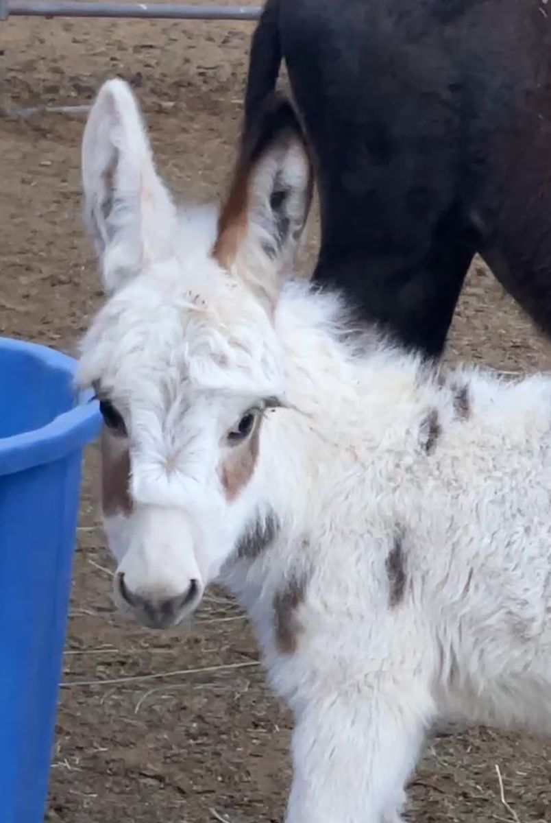 Spotted mini / miniature jack donkey baby