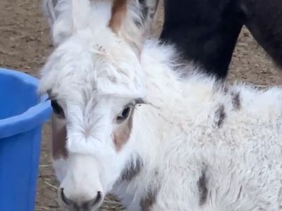Spotted mini / miniature jack donkey baby