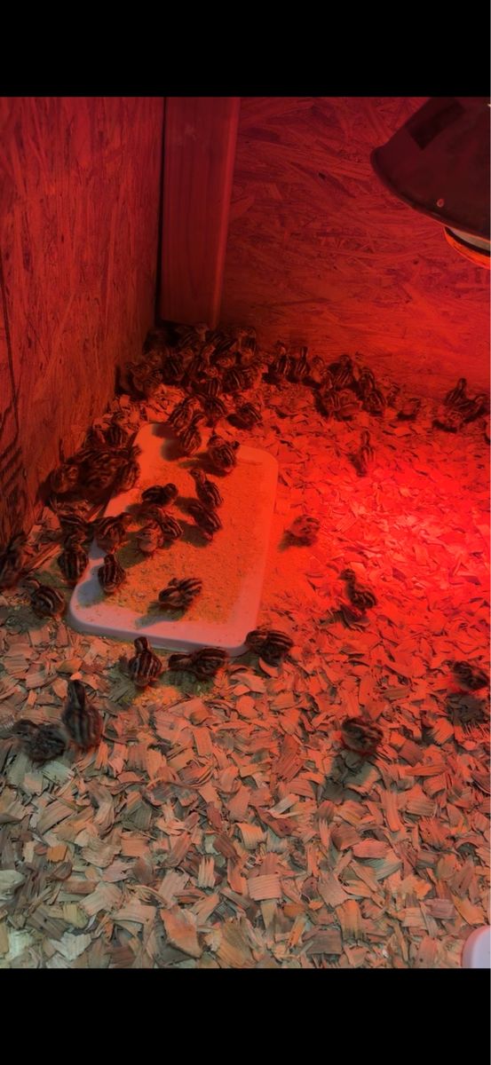Valley quail chicks