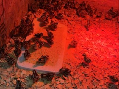 Valley quail chicks