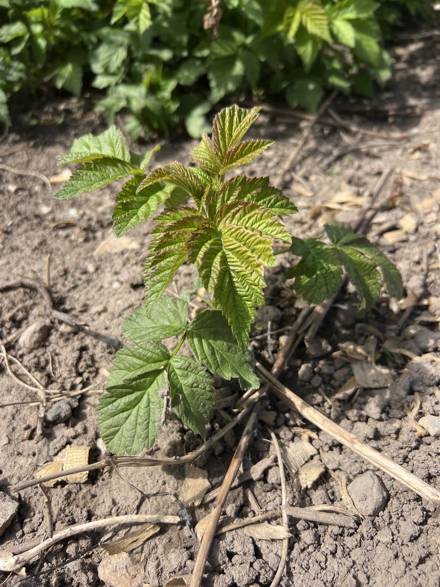 Everbearing Raspberry Starts