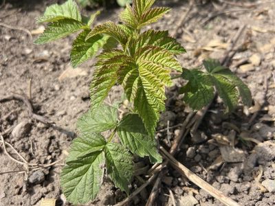 Everbearing Raspberry Starts
