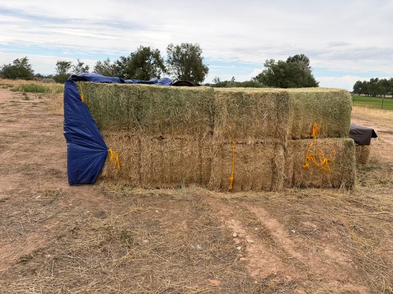 Square Bale Hay - Fresh Cut Alfalfa  - Farm Feed & Forage