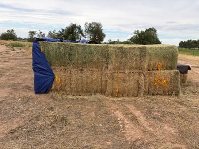 Square Bale Hay - Fresh Cut Alfalfa - Farm Feed & Forage