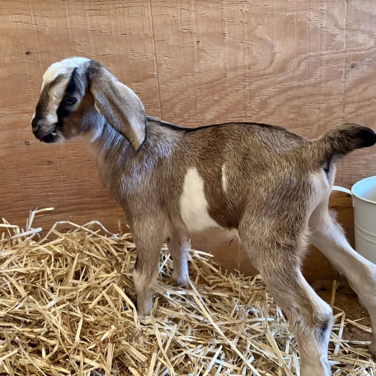 Baby Goats-Bottle Babies & Gentle Yearling Nubian