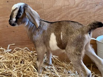 Baby Goats-Bottle Babies & Gentle Yearling Nubian