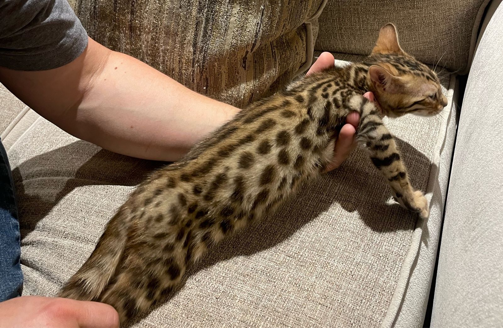 Spotted Bengal Kitten - Glitter Coat