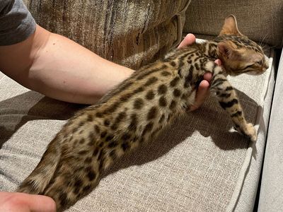 Spotted Bengal Kitten - Glitter Coat
