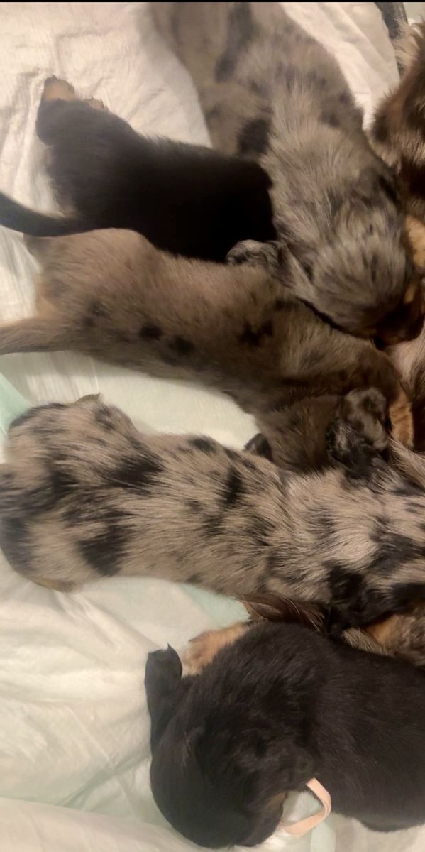 Longhaired Mini Dachshund