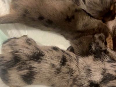 Longhaired Mini Dachshund