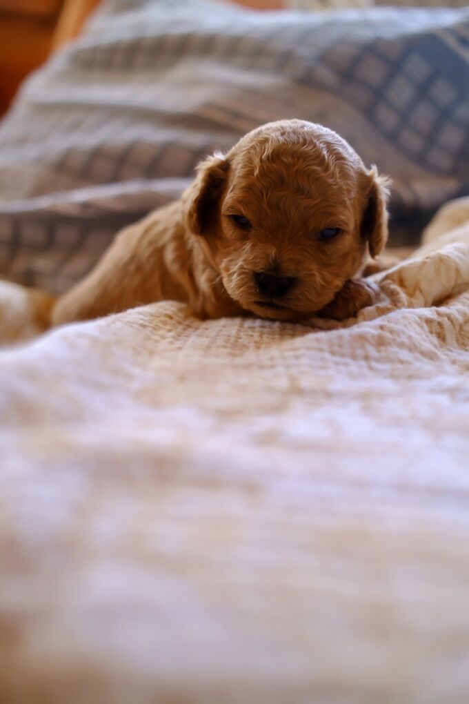 Cavapoochon from Health Tested Parents