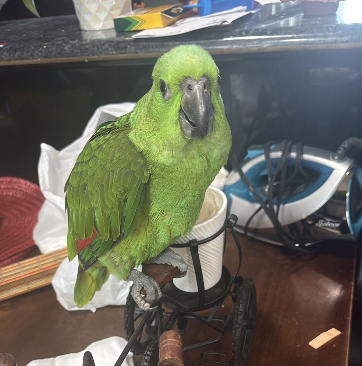 Yellow neck amazon