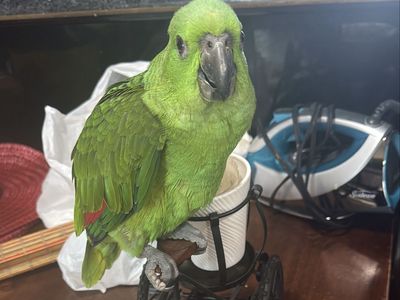 Yellow neck amazon
