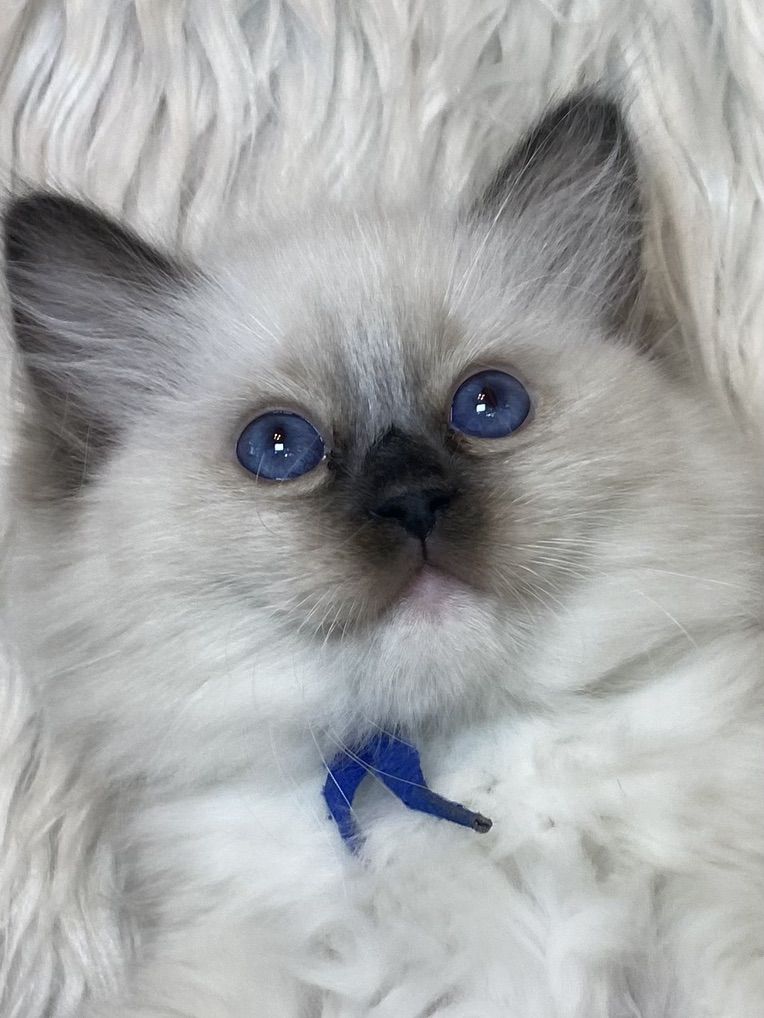 Gorgeous Purebred Papered Ragdoll Kittens