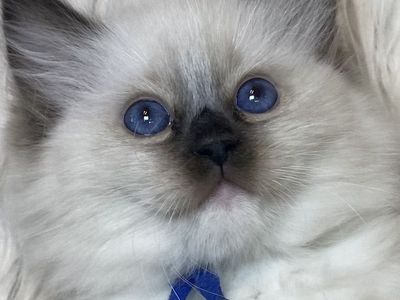 Gorgeous Purebred Papered Ragdoll Kittens