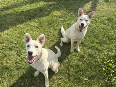 Siberian Husky Mix Puppies