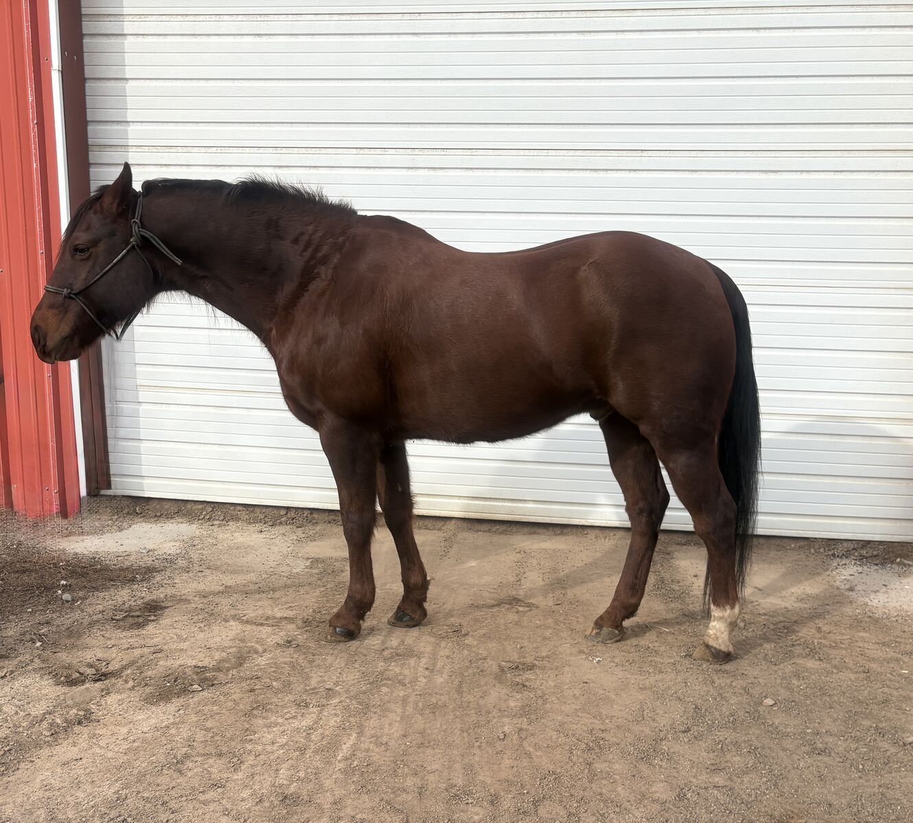 Aqha Gelding