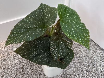 Angel wing begonia