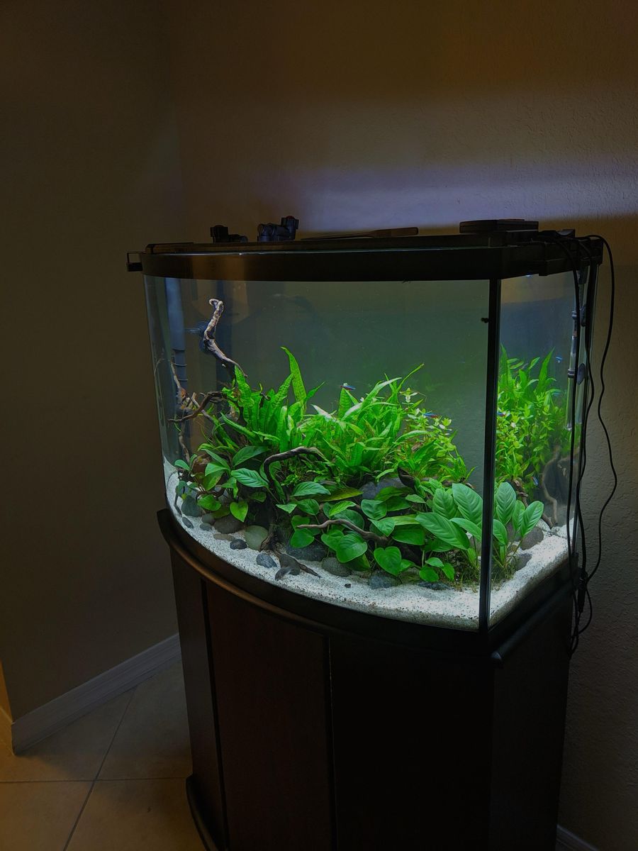 Bowfront Aquarium Fish Tank with Stand and Accessories 36gal