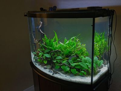 Bowfront Aquarium Fish Tank with Stand and Accessories 36gal